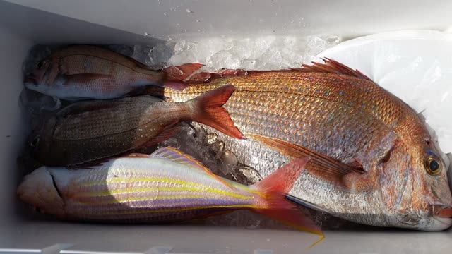 【○○港・大漁丸】マダイ3匹、オオモンハタ2匹、サワラ1匹の釣果