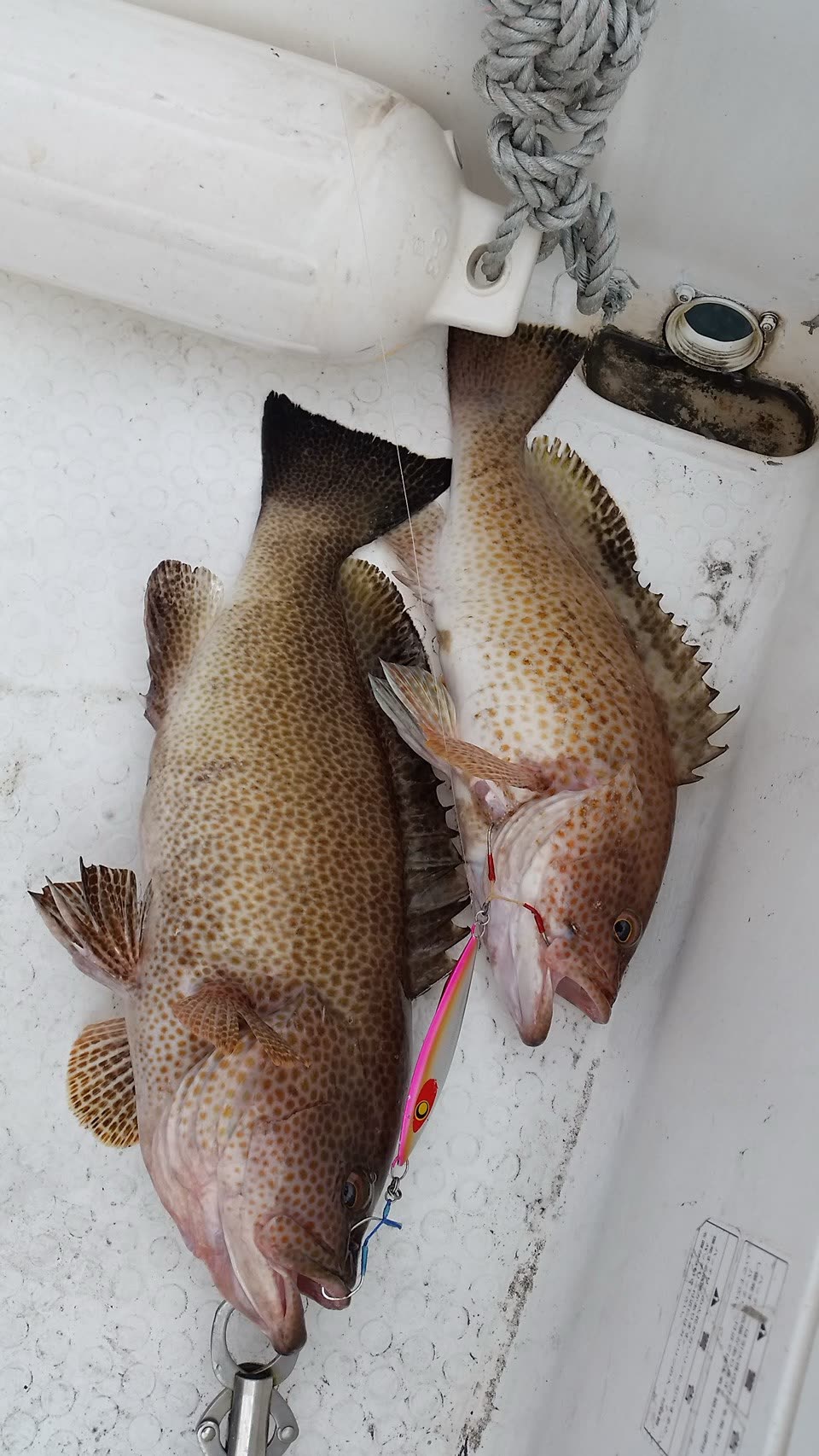 【○○港・大漁丸】マダイ3匹、オオモンハタ2匹、サワラ1匹の釣果